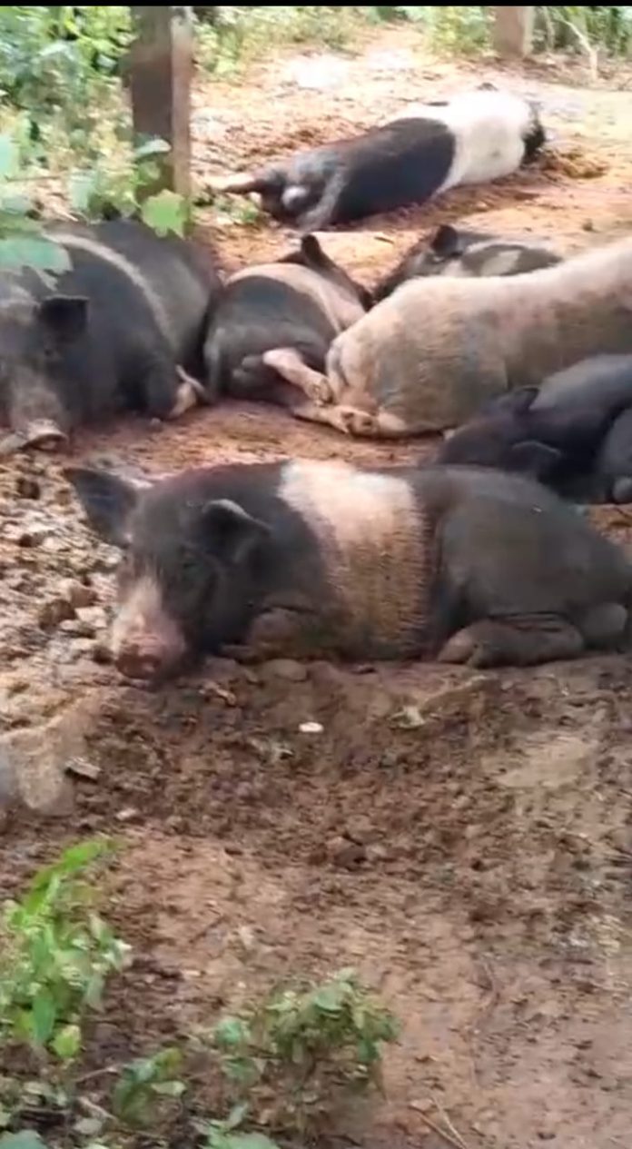 WhatsApp Image 2025-10-29 at 12.58.13 PM